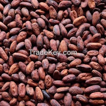 High Grade Dried Raw Cocoa Bean  2018 New