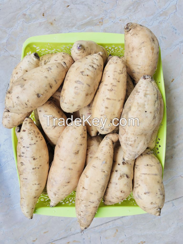 Honey Sweet Potato Cheap and Fast Delivery