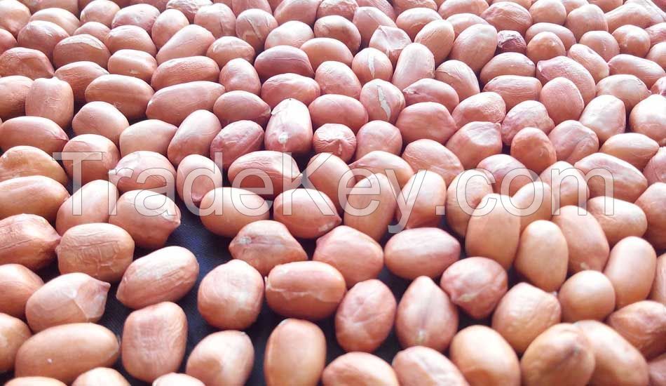indian peanuts and groundnuts