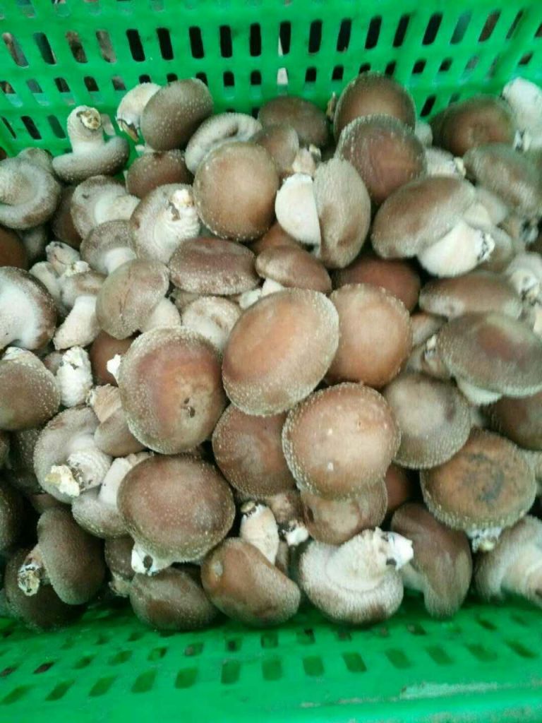 Sell Organic Shiitake Mushroom