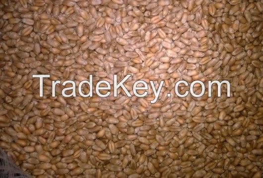 Wheat Grade 3 For Human Consumption