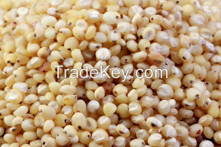 Organic Sorghum