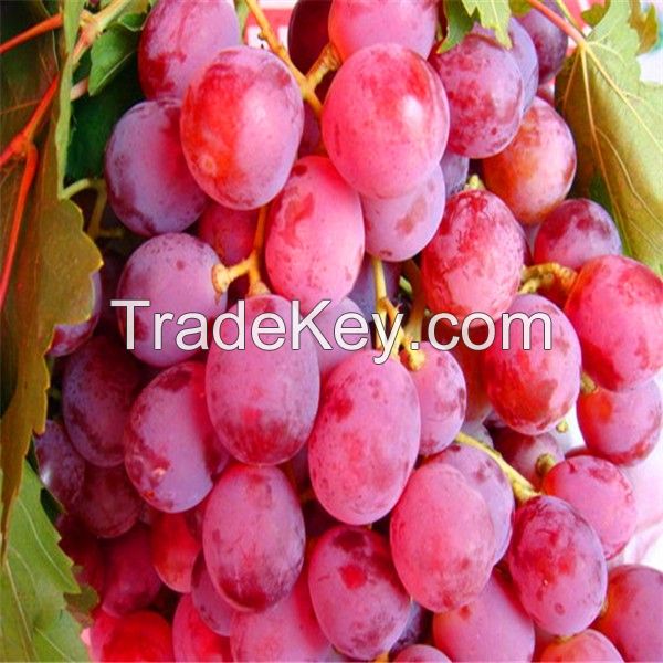 Fresh Grapes/Black Grapes/Sharad Seedless Grapes