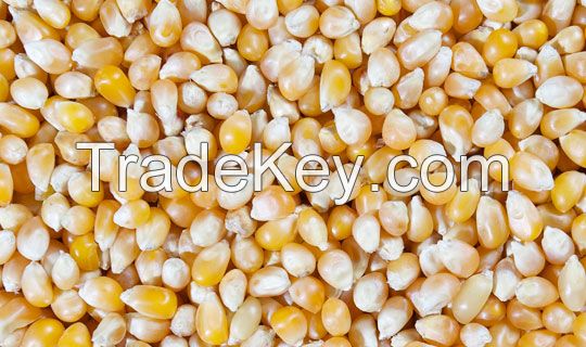 Top Organic Popcorn Kernels