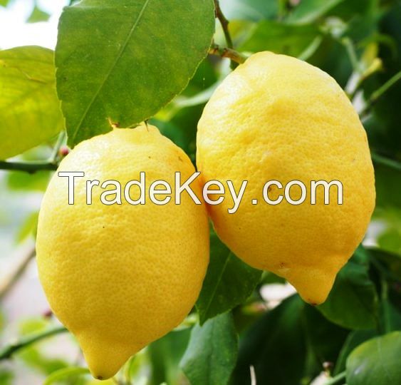 Fresh Organic and common Cultivation Type fresh lemons and citrus all.