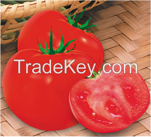 Big Red Fruit Tomato Seed For Sale