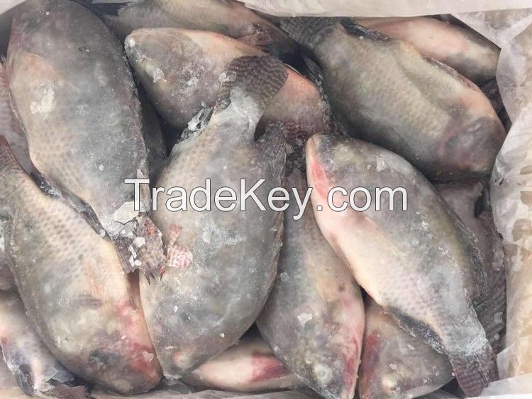 High Quality Seafood Product Red and Black Frozen Tilapia