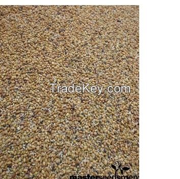 best quality forage seeds for sale