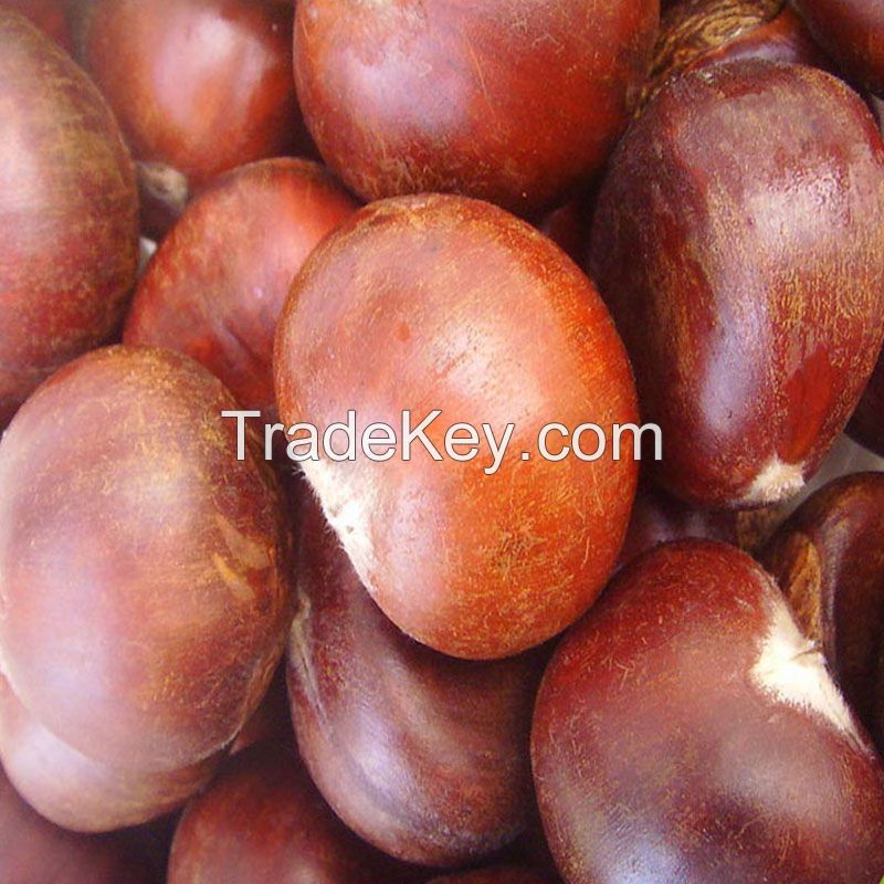 fresh chestnut