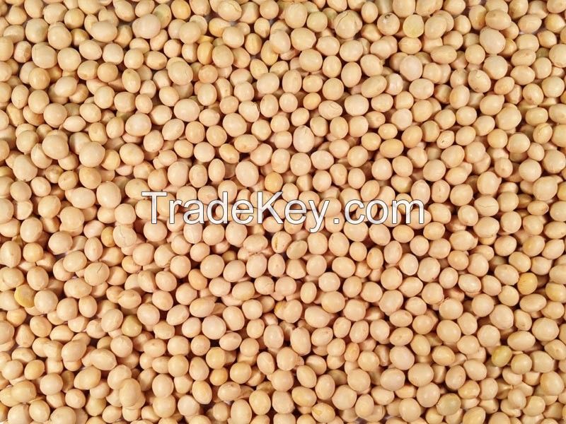 Soya Beans