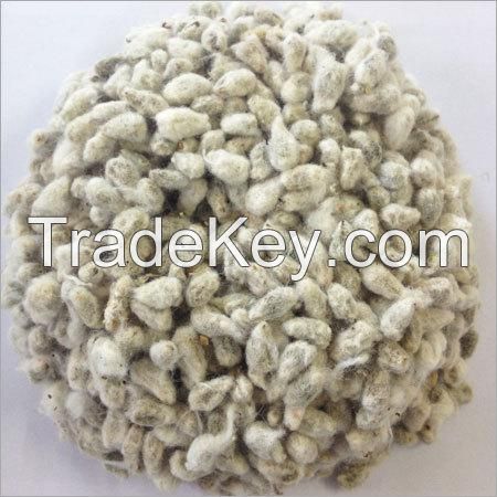 Premium quality Cotton Seeds for supply in bulk