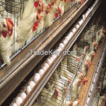 All types of live chickens and eggs available