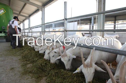 Milking Saanen Goats /Pregnant Saanen Goats