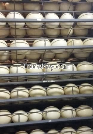 Fertile Ostrich Eggs