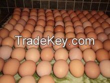 chicken eggs, table eggs, fertilized hatching eggs, white egg, brown egg, egg