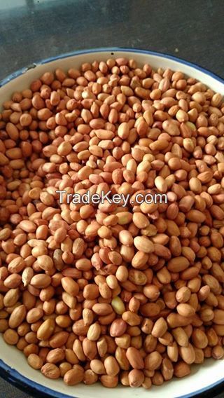 Peanut Kernels