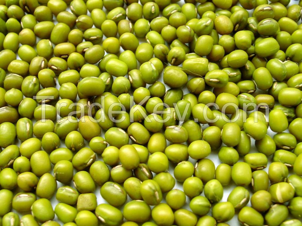 Green Mug Beans from Uzbekistan