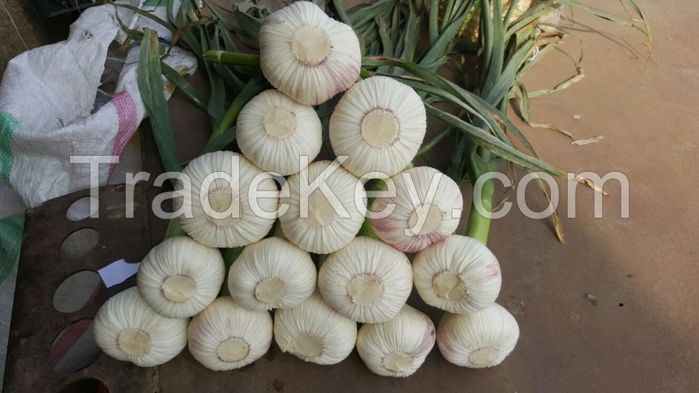 fresh Garlic