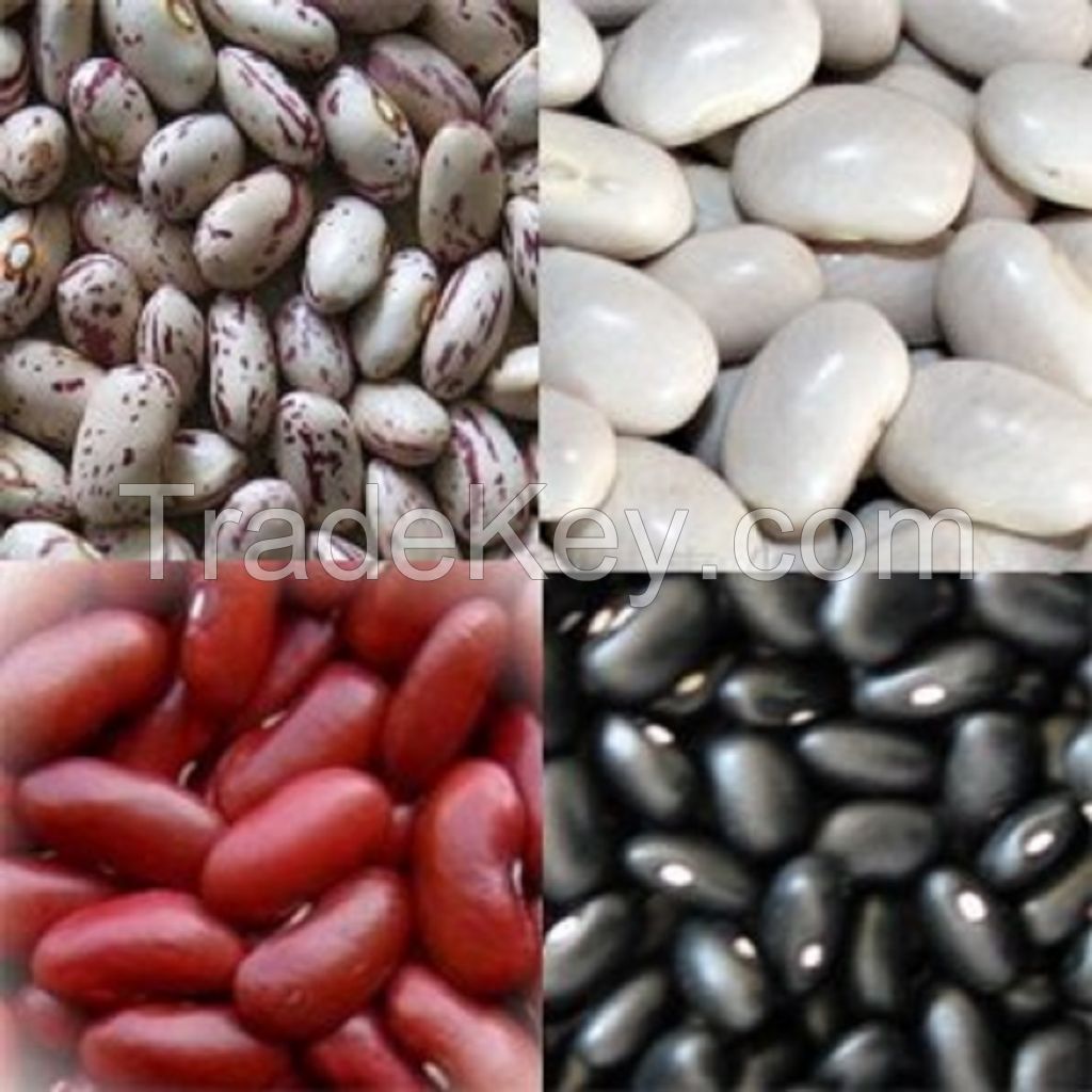 Dried Light Red Kidney/ Black / White Kidney Bean wholesale price