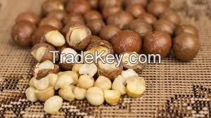 Macadamia Nuts for sale