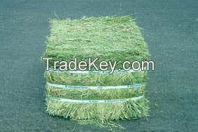 Alfalfa Hay Single And Double Pressed bales