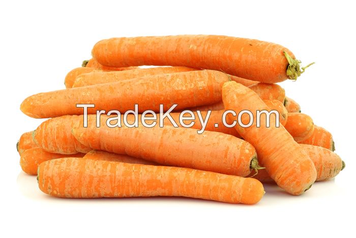 fresh red carrot
