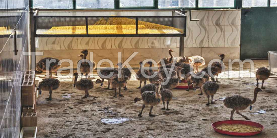 Healthy Ostrich Chicks wholesale supplier