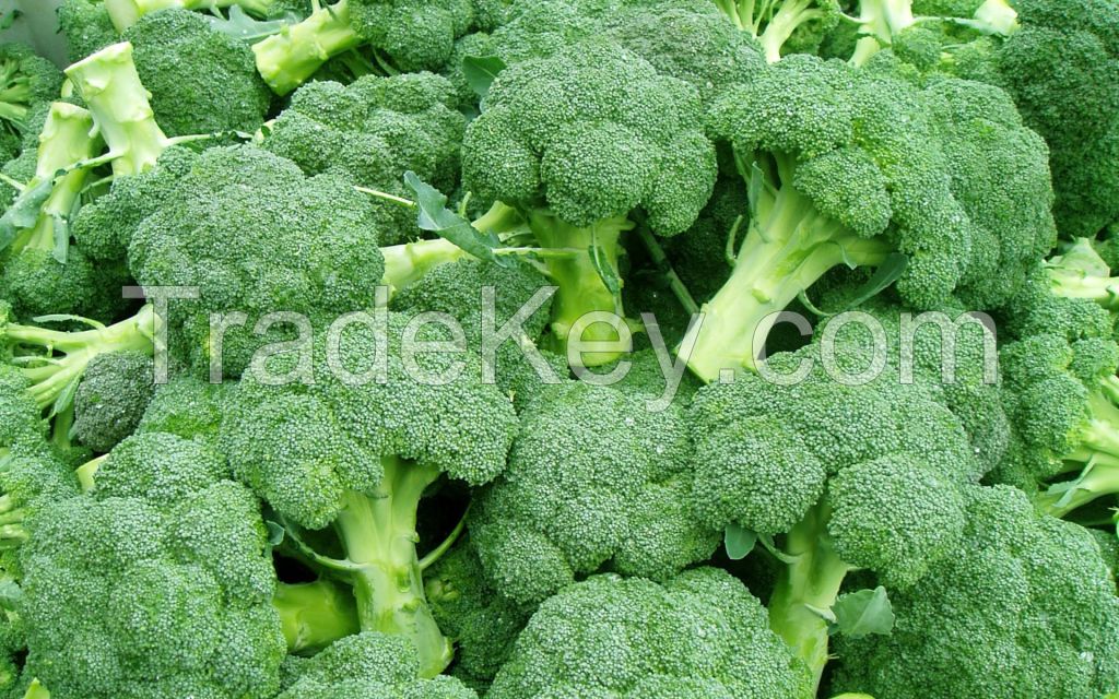 fresh Broccoli