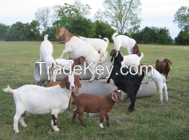 Healthy Live Full Blood Boer Goats and Saanen Goats