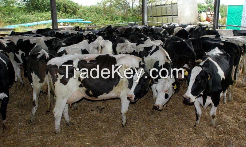 Holstein Heifers 3-8 month, pregnant Cows and Boer Goats