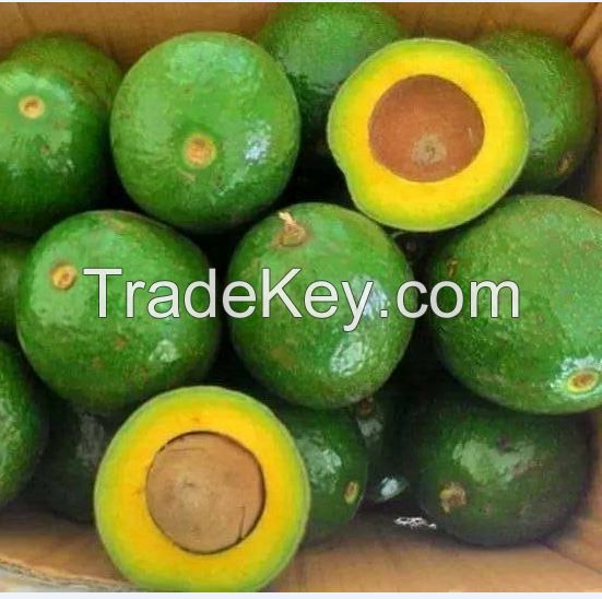 Fresh Avocado for sale