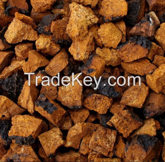 CHAGA MUSHROOM