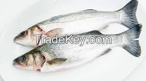Fresh sea bass, High Quality South African Farm Fish.300g. ISO and FDA certified