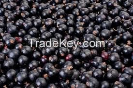 frozen fruits black currant with best price