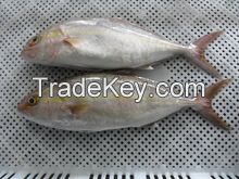 Burikichi Yellowtail Round Seafood Fish with Best Price