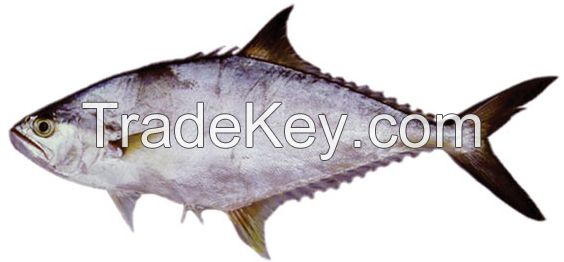 Queen Fish Sea Food with Best Price