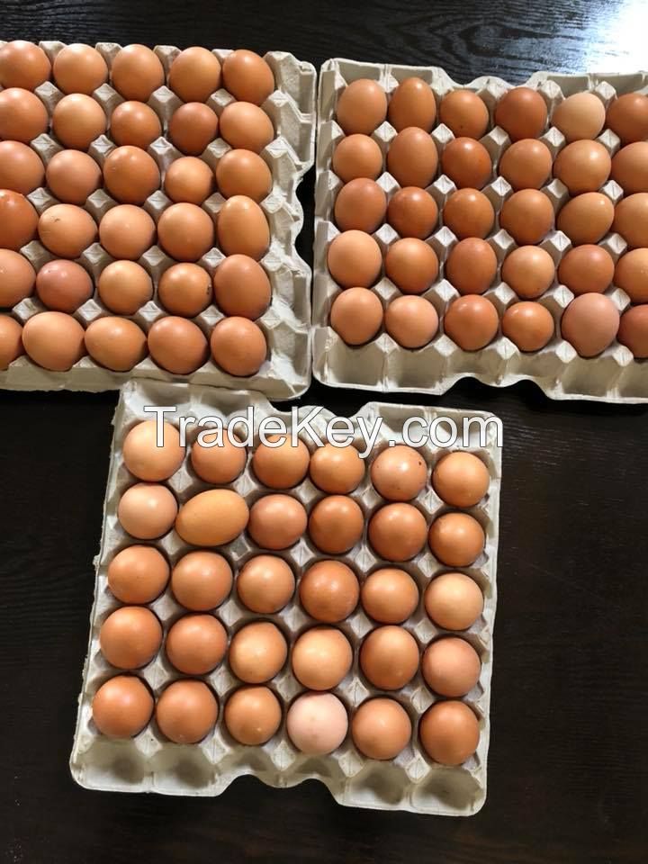 Fresh Chicken Table Eggs/Fresh Chicken at cheap price