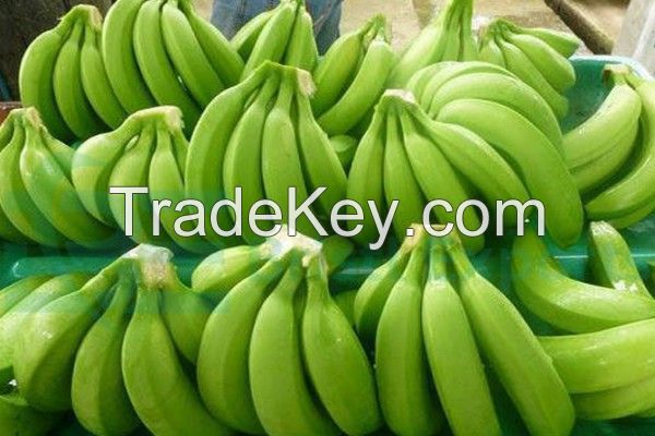 Fresh Green cavandish banana new crop very High grade bananas