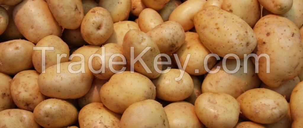 fresh irish potatoes for good price