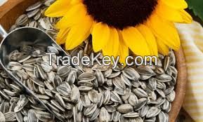 Sunflower Seeds on sale with high quality salted sunflower seeds