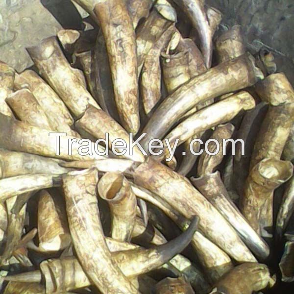 Raw Cow Horns For Sale At Cheap Price
