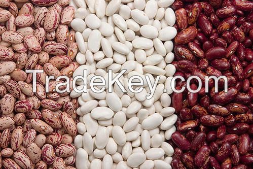 White / Red Kidney Beans Avialable