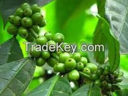 100% Organic Specialty Grade Arabica Coffee Beans, Green Ethiopian Coffee Bean