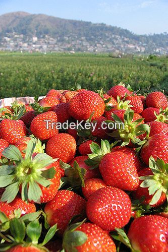 Fresh Picked Strawberries