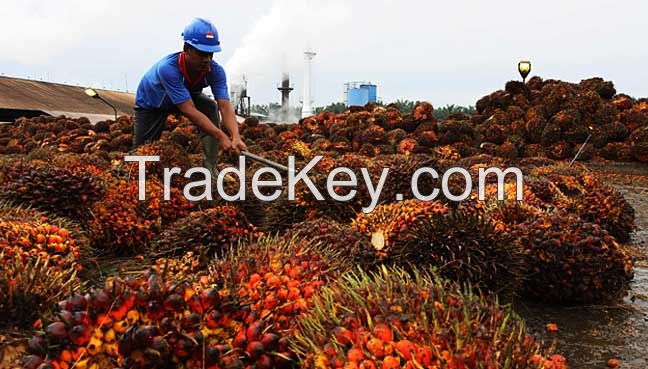 Best Quality Crude Palm Oil