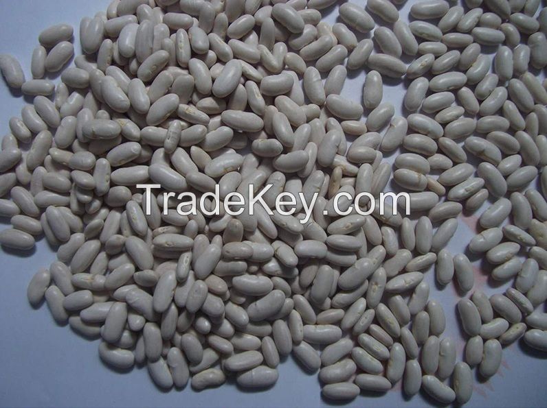 Natural Dried White Pea Bean Available