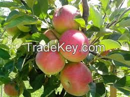 2018 MAG fresh fruit apple, new crop good taste, 