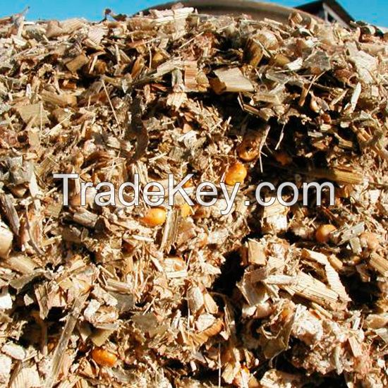 Corn Silage for Animal Feed