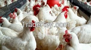 Live Chickens (Layer) for exportVaccinated hyline point of lay hens / layers feed /layer cages and eggs for sale