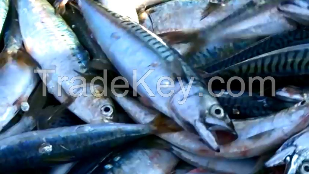 we have wide ranges of fishes in stock, book your order now.